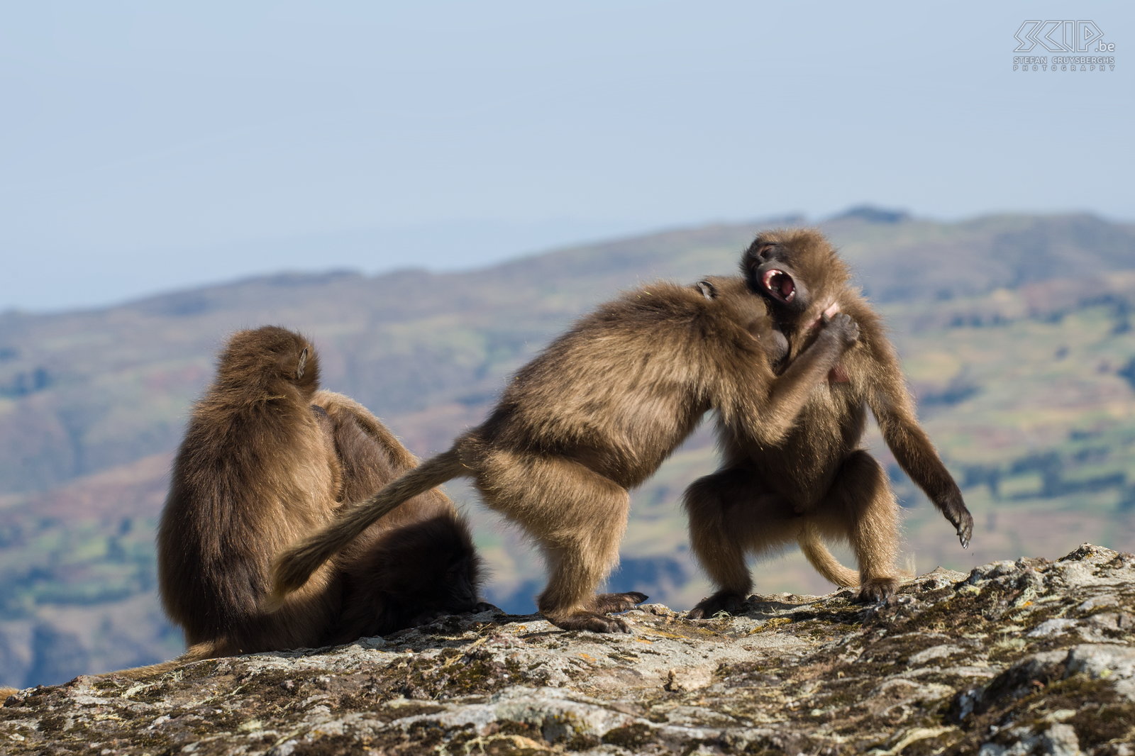 Simien Mountains - Ghenek - Playing gelada baboons  Stefan Cruysberghs